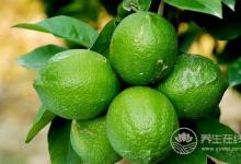 肺部垃圾堆積，吃6種食物清空垃圾