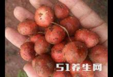 這種野果每年只能吃一個月，能祛風除濕