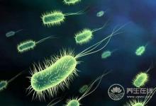 雙歧桿菌的多少決定著人類的健康