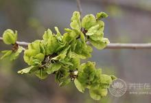 5種不花錢(qián)的野菜比補(bǔ)藥還補(bǔ)！每家必備