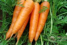 常玩手機和電腦很傷眼！醫(yī)生推薦7種最護眼的果蔬