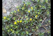 野菜怎么吃才養生又不會中毒