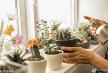 這8種有害植物放室內(nèi)等于慢性自殺！