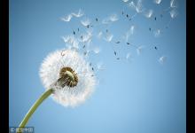 “藥草皇后”泡水喝護(hù)肝腎強(qiáng)免疫，春天吃最好