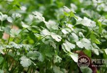 80%的人都不喜歡的蔬菜，卻含這么多營養(yǎng)價值