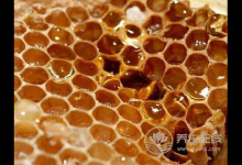 蜂蜜水的六個神奇功效?