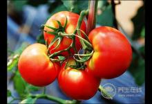 沒想到，番茄最有營養(yǎng)的吃法居然是這種