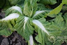 這8種蔬菜根對身體大有益處，別再當垃圾扔掉了!