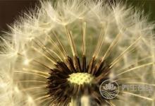 蒲公英怎么吃比較好 多種吃法收走不謝