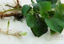 最討人嫌的5種蔬菜，營養反而最高