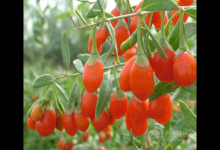 經常這樣吃枸杞不僅不能補血還貧血