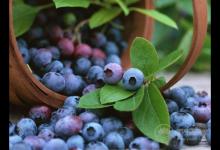 抗氧化效果最好的不是護膚品，而是這些水果，你知道嗎？