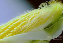 玉米須有很多養生功效，千萬別扔了