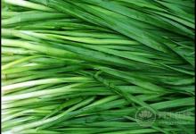 常吃韭菜，有這些好處，你知道嗎？