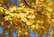 銀杏是治病養生寶貝？千萬小心三點