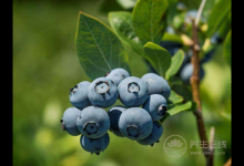 4種水果，過了25歲堅持吃，比護膚品更保養