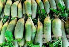 蘿卜和它們一起煮，每餐多吃點，對身體的好處可不少！