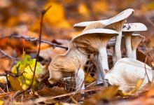 7種食物隔夜就不能再吃了，當心病從口入