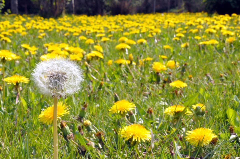 苦啊！可是它們超養(yǎng)生啊！