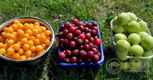 用水果當晚餐不能減肥，別再信了