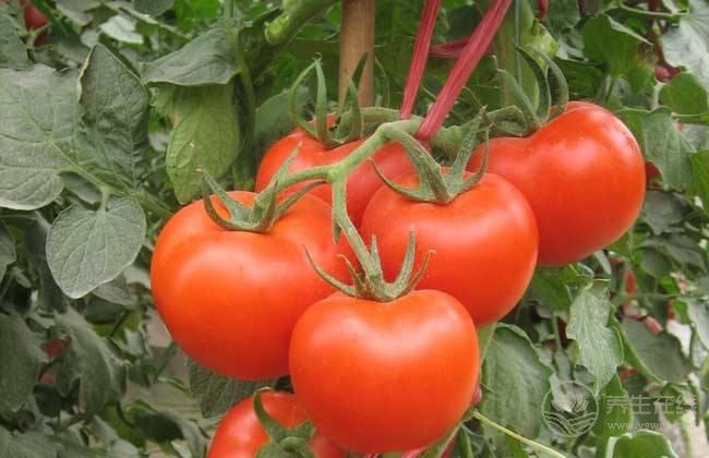 要減肥吃西紅柿 西紅柿吃出苗條身材 要減肥吃西紅柿 西紅柿吃出苗條身材