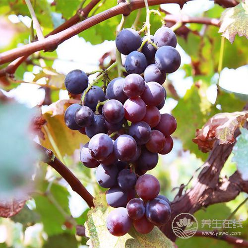 睡眠不好？別常吃安眠藥！這5種食物能讓你安然入眠