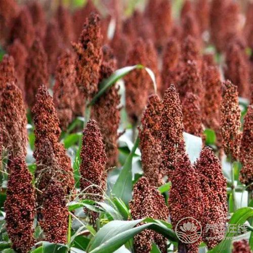 五谷養(yǎng)五臟，教你如何健康養(yǎng)生