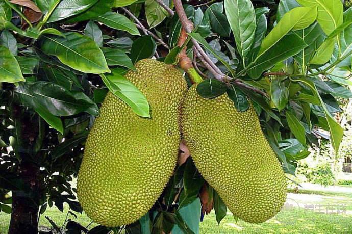 菠蘿蜜可以空腹吃嗎？空腹吃菠蘿蜜好嗎