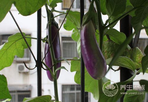 茄子顏值高還好吃，它的這些吃法和作用，你得知道