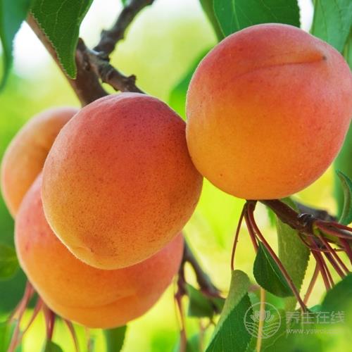 5種水果是天然的“護發幫手”，常吃能給頭發補一補　