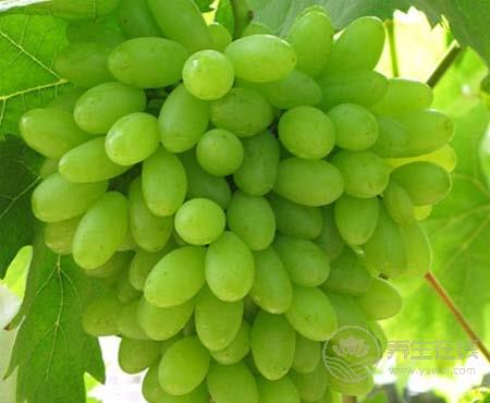 天然美肌吃起來  這些綠色食物具有天然的美肌功效