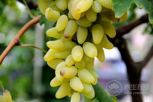 世界上最甜的水果,世界上哪種水果最甜