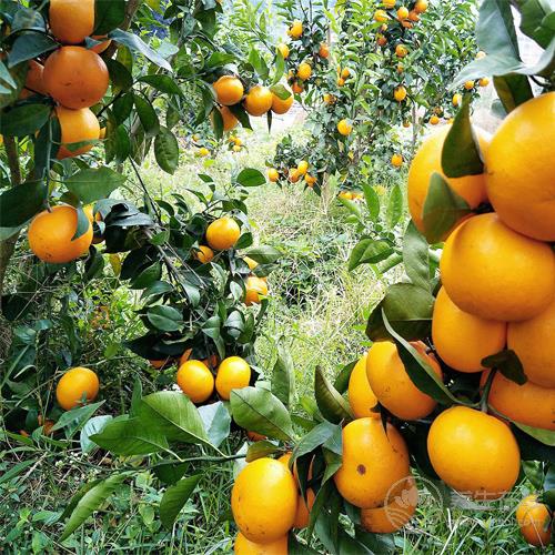 5種水果是天然的“護發幫手”，常吃能給頭發補一補　