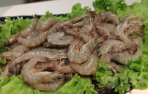 如何辨別蝦的新鮮度？請謹記這五點