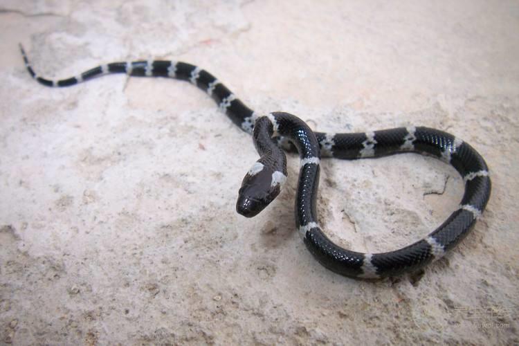 女子網(wǎng)購銀環(huán)蛇被咬傷 被銀環(huán)蛇咬傷如何自救