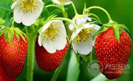 最適合女性吃的水果  女性吃了這一物竟這么神奇