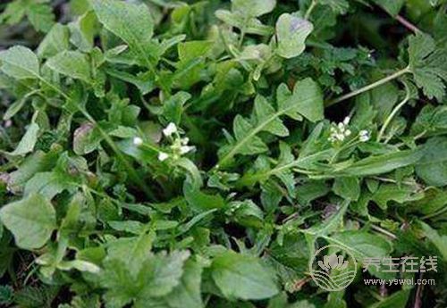 綠色蔬菜挑花眼？這3種對身體好處很多，你不能錯過