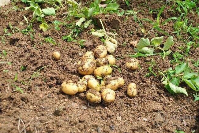 土豆發芽后還能食用嗎？切掉發芽部分可以食用嗎