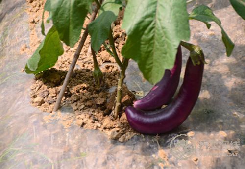 茄子顏值高還好吃，它的這些吃法和作用，你得知道