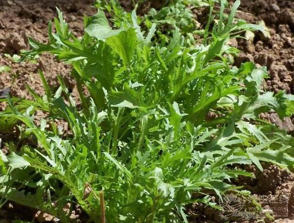 6月必吃的蔬菜是它，養生功效極好，您吃了嗎