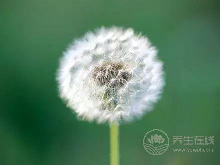 枸杞養(yǎng)生搭配這兩樣東西，養(yǎng)肝護肝有奇效