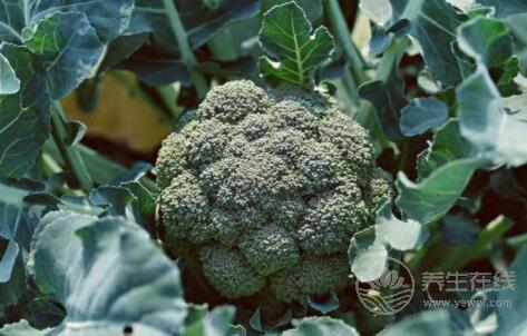 腸胃不好,這5種食物還是少吃為好 腸胃不好,這5種食物還是少吃為好