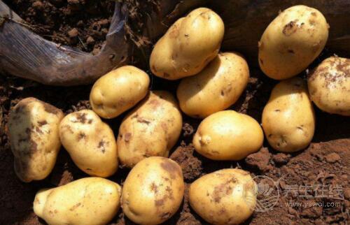 喜歡吃土豆的人一定不知道它還有這些作用