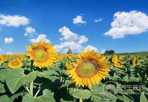 肝好的人常有這些習慣!常吃3種果蔬,肝更好 肝好的人常有這些習慣!常吃3種果蔬,肝更好