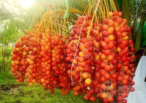 震驚！這物居然抗癌又治性功能低下 椰棗這樣吃更健康