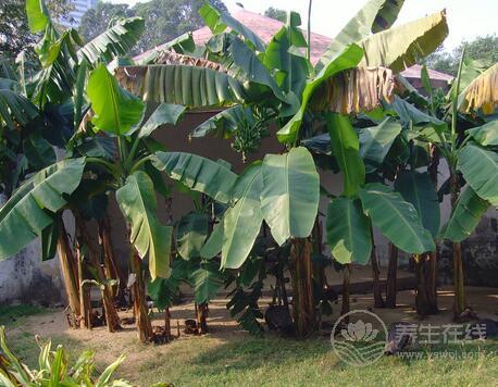 芭蕉和香蕉的區(qū)別？芭蕉和香蕉的識(shí)別方法