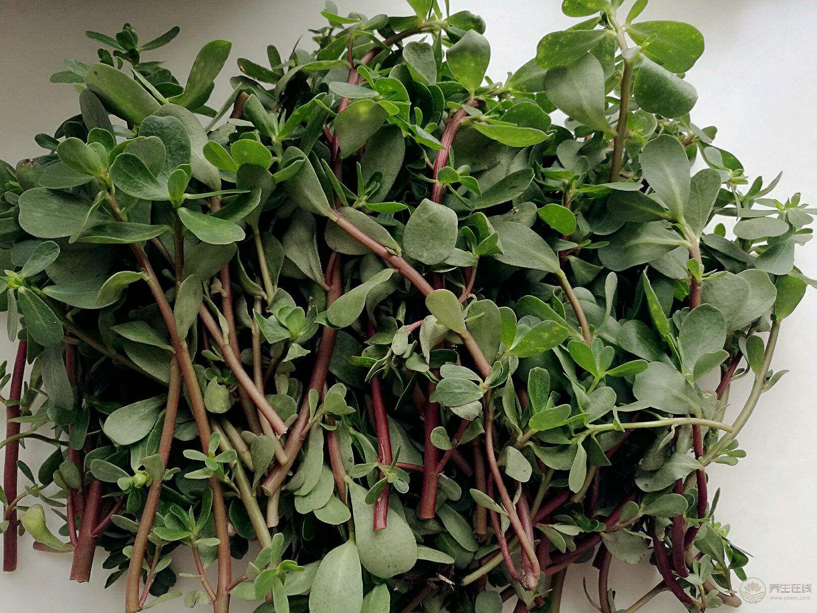 它們竟是“天然青霉素”，經常吃，對身體好