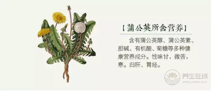 枸杞養(yǎng)生搭配這兩樣東西，養(yǎng)肝護肝有奇效