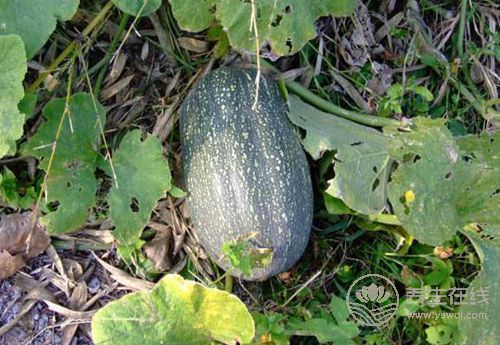 肝好的人常有這些習慣!常吃3種果蔬,肝更好 肝好的人常有這些習慣!常吃3種果蔬,肝更好