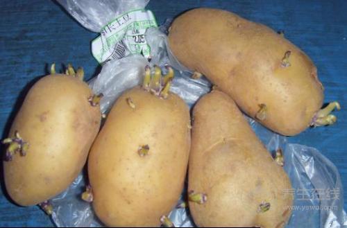 土豆發(fā)芽不能吃  土豆跟它放一起就不會(huì)發(fā)芽了